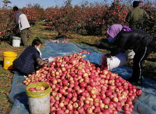 豬價玉米蘋果大跌，水產卻暴漲91%，背后原因何在？