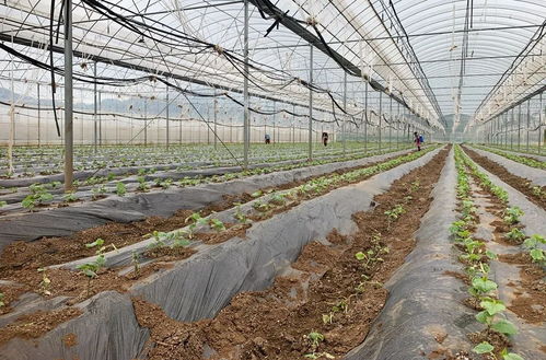 大棚經濟助推鄉村振興 宣威來賓街道農產品種植發展新篇章