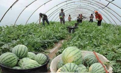 特色水產養殖 從池塘到餐桌的溢價之路